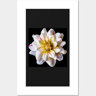 Picasso Dahlia on Black Posters and Art